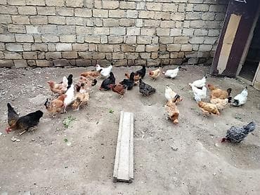 sort toyuqlar: Toyuq, Yumurtalıq — 3