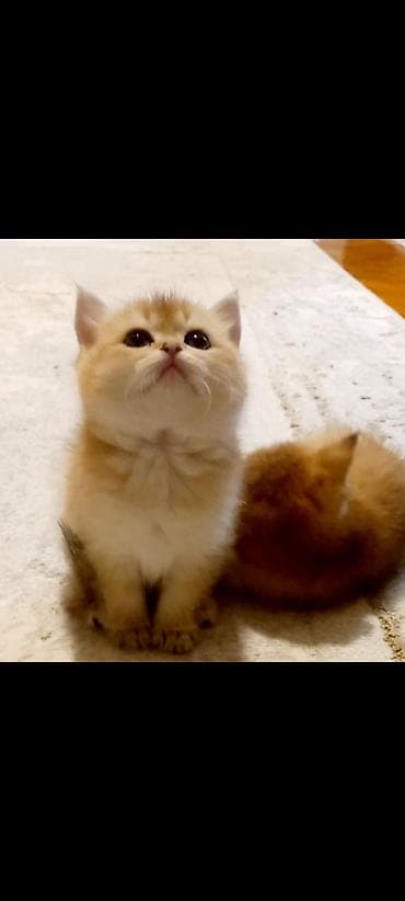 britanski pisik: Britan, Erkək, Yaxşı əllərə, Ünvandan götürmə — 5