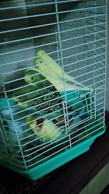 Tutuquşları: Dalmatin və lutino dalğalı tutuquşular (budgerigar) – qəfəsdə qrup — 2