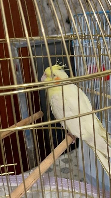 rəngli quşlar: Növ: Nimfa (cockatiel), lutino rəng карелла попугай (нимфа) окрасом — 6