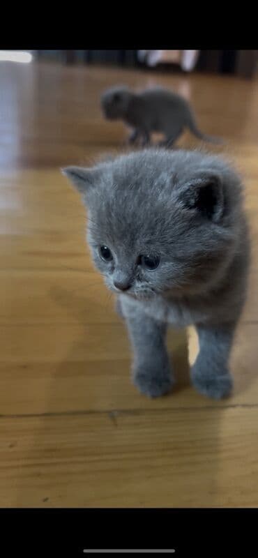 böyüməyən pişik: Şotland yastı qulaq, Erkək, Dişi — 2