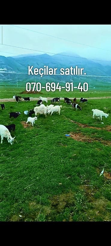 Məhsul: Keçilər Təsvir: - Otlamaq üçün geniş örüşə uyğun, müxtəlif