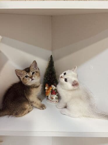 ev heyvanları adları: Şinşilla, Erkək, Dişi, Yaxşı əllərə, Ünvandan götürmə — 2