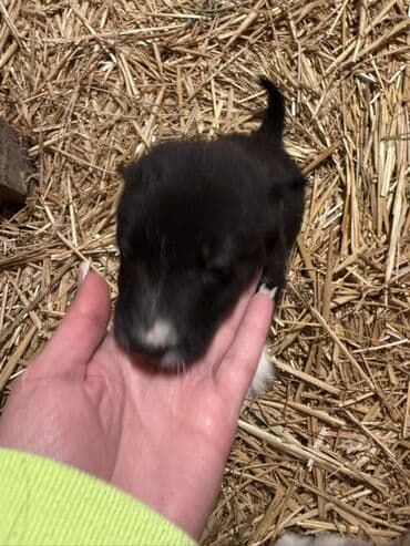 Toyota: 1 месяц — 3