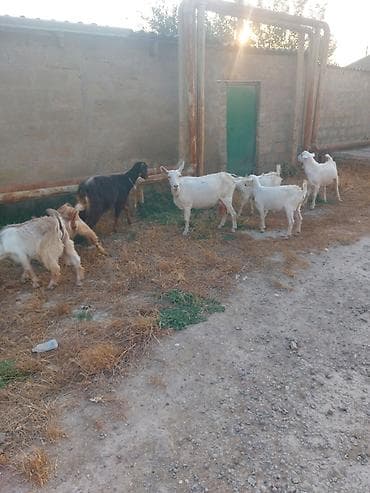 bars bit dermani: Südlük keçi sürüsü - Təyinat: süd istehsalı və damazlıq - Tərkib: bir — 4