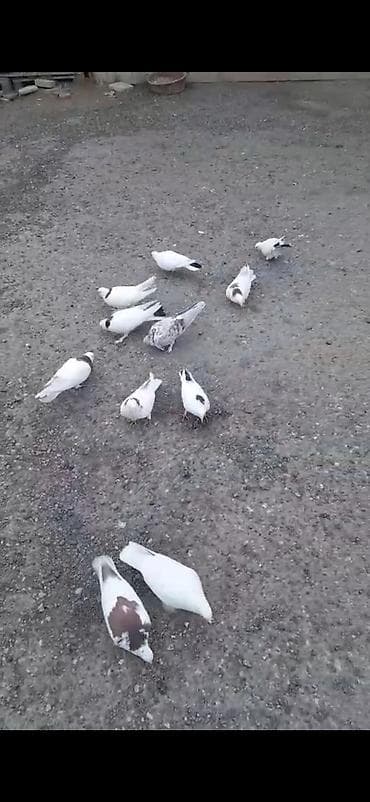 naxcivan heyvan elanlari: Quw yuvasi birde 12 dene quw icinde satilir tecili isteyen wap catda — 1