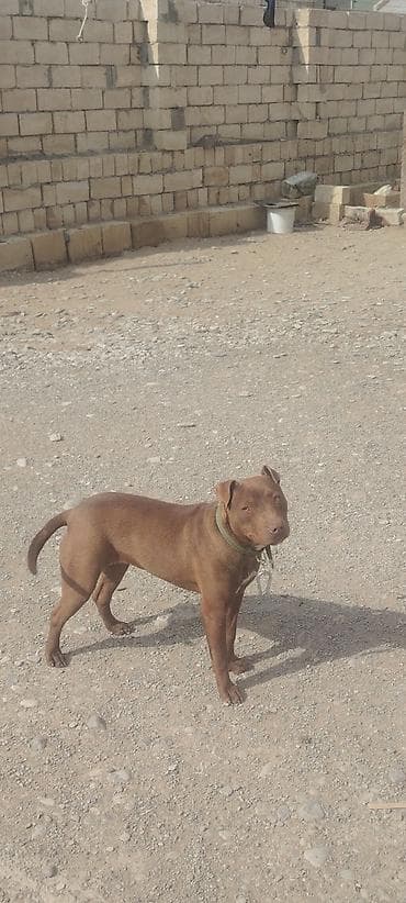 azerbaycan it adlari: Cins: it (tam cins məlumatı göstərilmir) Rəng: tünd qəhvəyi — 3