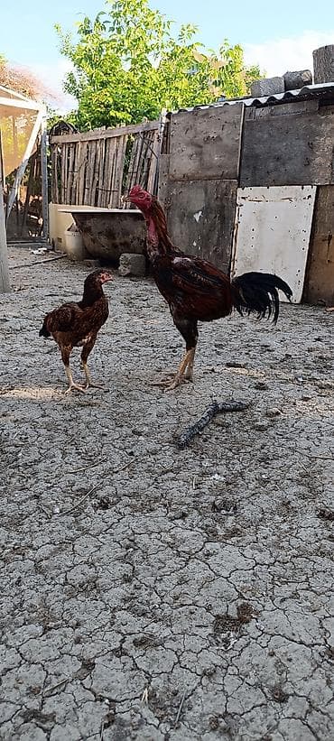 cücə və xoruz təmsil: Xoruz, Heyratı, il: 1, Ünvandan götürmə, Ödənişli çatdırılma, Rayonlara çatdırılma — 5