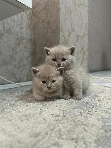 Britan