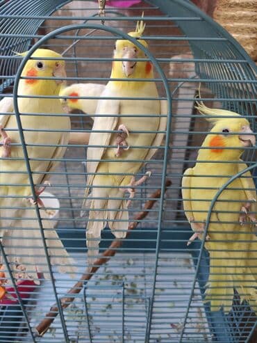 dovşan qəfəsi: Qəfəslər quşlar — 6