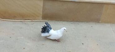 той пудель цена в баку: Sari qara cutdu.sarinin ata anasi 6 saat ucur .cutu 45manata.pavlin 10 — 1