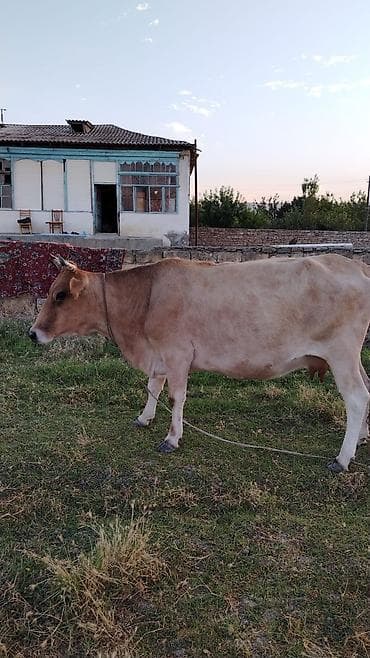 bal şəkli: Cavan heyvandi 3 bala verib 4 cu balasi oktyabrin eveli olacaq altinda — 1