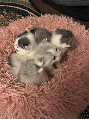 pisik latoku: Şotland yastı qulaq, Erkək, Dişi, Yaxşı əllərə, Ödənişli çatdırılma — 3