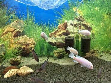 balıq qulağı satışı: Cixlid balığı, Yırtıcı, Ödənişli çatdırılma, Ünvandan götürmə — 3