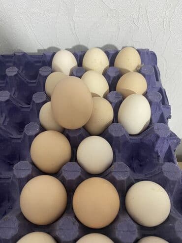 kənd yumurtası qiyməti 2025: Xarkov yumurtasi 1,50 azndi — 2