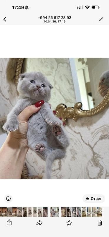 pişik cütleşdirmek: Şotland yastı qulaq — 3