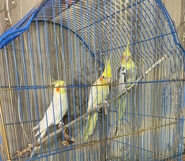 danişan quş: Salam. ENDİRİMLƏR🦜🐦 Qiymət dənə düşməmişlər 35 m başlayır — 2