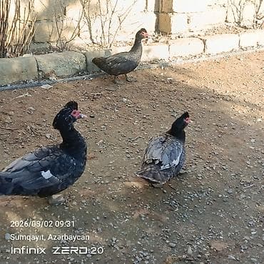 lal ordək balası: Qiymət fərqlidir bunu — 7