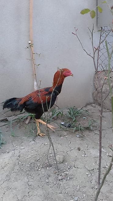 Aseel tipli xoruz - Cins: Aseel (uzun boylu, güclü quruluş) - Rəng