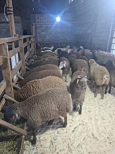 Птицы: Qoyunlar – ətlik-yunlu, quyruqlu tip Məhsul təsviri: - Şəkillərdə iri — 7