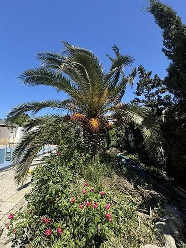ağac: Xurma (xurma xurması) ağacı – məhsuldar, dekorativ - Növ: Xurma — 4