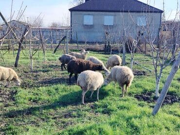 Satış üçün xırdabuynuzlu heyvanlar – qoyun sürüsü - Növ: qoyun (ağ və