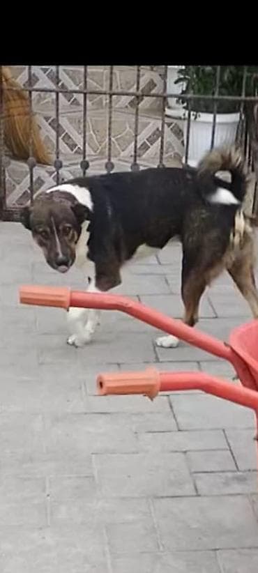 avcarka balasi satilir: Erkek — 4