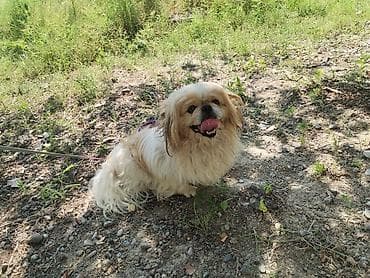 heyvanlar: Pekines, 11 ay, Erkek, Peyvəndli, Ödənişli çatdırılma — 5