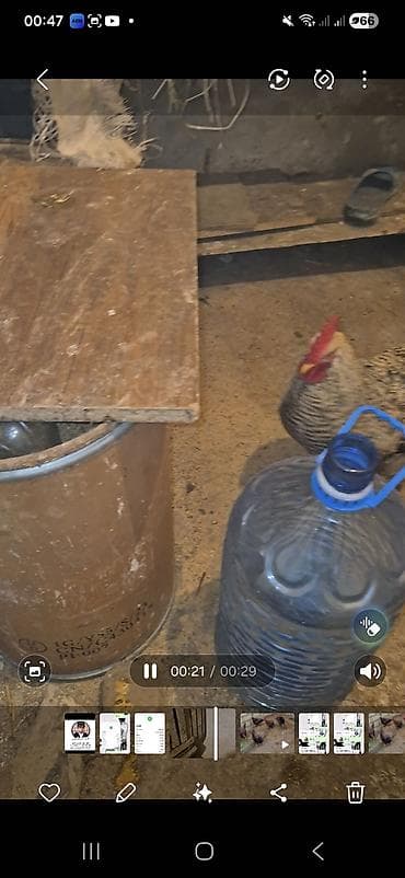 Другие с/х животные: Salam Aleykum Xarkov xoruzu satilir sekilde qeseng dusmeyib cox viddi — 3