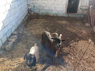 canavara oxsayan it: Məhsul: Qara dağ keçisi və bala Təsvir: - Şəkillərdə qara rəngli — 1