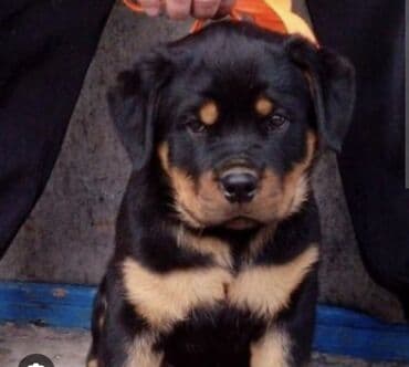 itler balaca: Rotveyler, Peyvəndli — 4