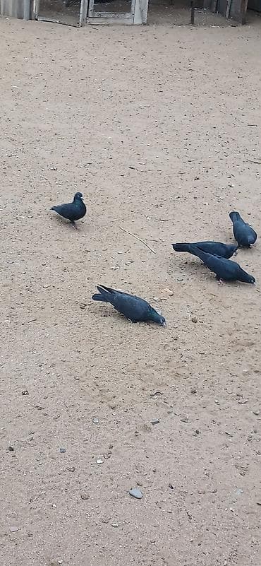 Akvariumlar: 5 dene goyercin satilir 5 denesi 20 manata - Növ: ev göyərçini (qara — 2