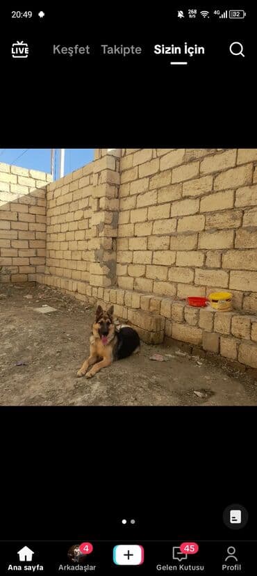 немецкие овчарки купить: Немецкая овчарка, С прививками — 2