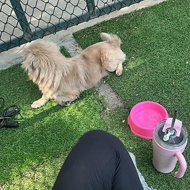Pekines — 4