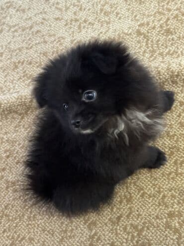 1 aylık doberman: Pekines, 2 ay, Dişi, Peyvəndli, Ünvandan götürmə — 7