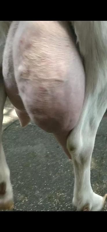 Digər heyvanlar: Ağ rəngli süd keçisi və balası - Cins: süd istiqamətli ağ keçi (böyük — 8