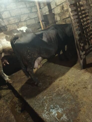 simmental inək cinsi: Südlük inəklər və buzov - Şəkillərdə iki südlük inək və bir buzov — 2