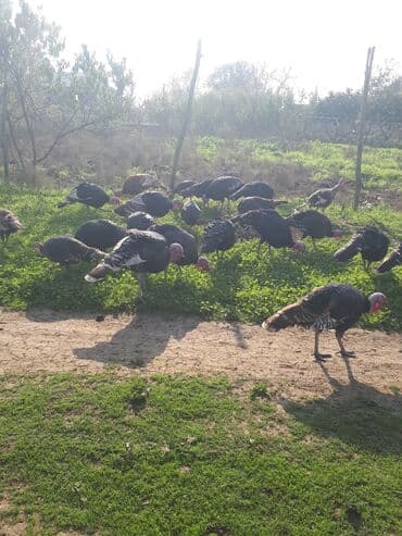 Коровы, быки: Самец, Для разведения, Самовывоз — 4