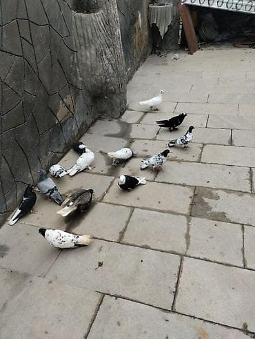 Pişiklər: Salam buyurun 13 quşdu biri yumurta usndedi şəkildə dusmeyib oda ag — 1