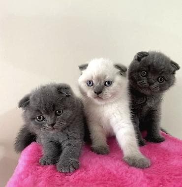 Şotland yastı qulaq, Yaxşı əllərə