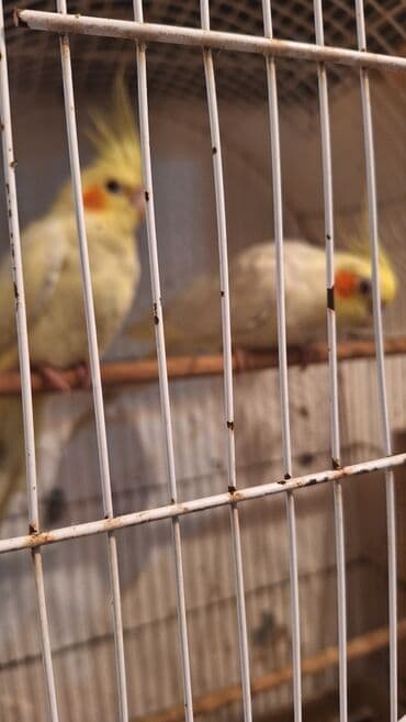 кольчатый попугай цена: Karella iki ədəd bir dişi bir erkək təmiz dağistan sortudur xahiş — 4