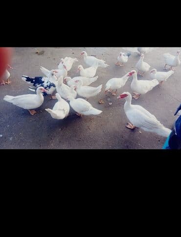 Muscovy ördəkləri – ağ və ağ-qaralı rənglərdə - Ev şəraitində