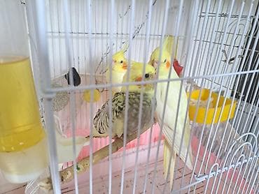 papuqay type 1: Korella yumurtasi. satilir mayali bakiya bezi yerlere catdirilma var — 2