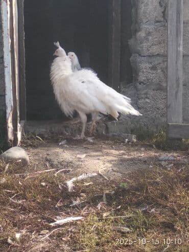 cins ineklerin qiymeti: Salam aleykum. Satışda bir cüt ağ, bir dənə qaraqanad dərəsi var — 8