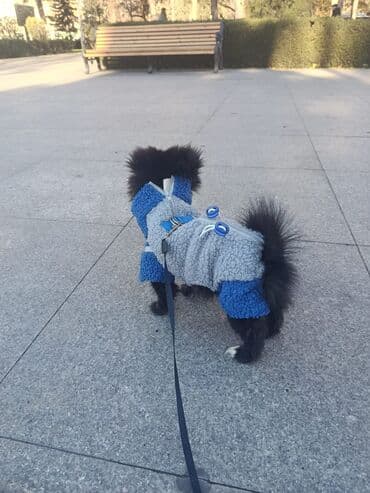 Heyvanlar üçün mallar: Şpitz, 9 ay, Dişi, Peyvəndli, Ünvandan götürmə — 2