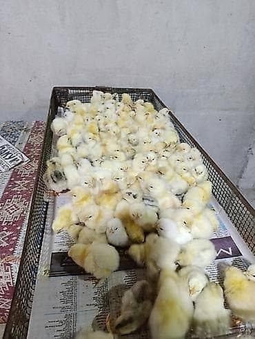 Toyuq cücələri, Ətlik