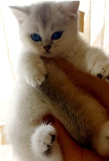 Britan, Erkək, Dişi, Yaxşı əllərə, Ünvandan götürmə lalafo.az -da Britan, Erkək, Dişi, Yaxşı əllərə, Ünvandan götürmə