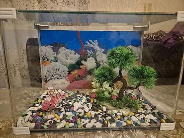 heyvan alqi satqisi: Dördbucaq akvarium, Boş, 60 l — 1
