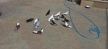 danışan quş: Qaralar şar kimidi ebreş 18 tuk erkeydi ag erkey 20 tukdu qara baş — 2