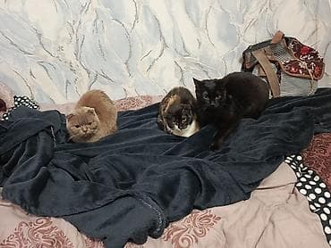 pisiyler: Şotland — 6